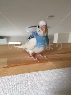 コメントの画像