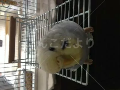 コメントの画像