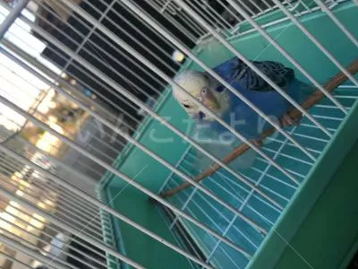 コメントの画像