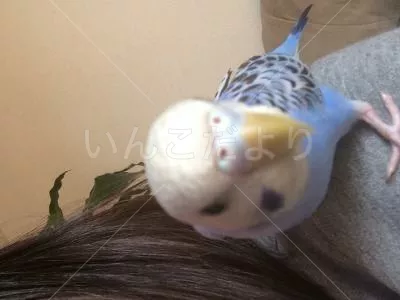 コメントの画像