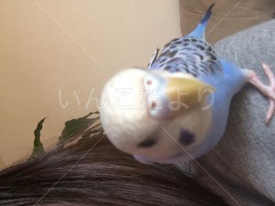 コメントの画像