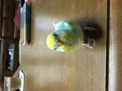 コメントの画像