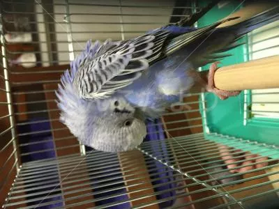 コメントの画像