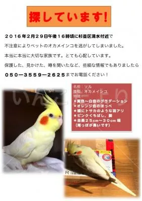 コメントの画像