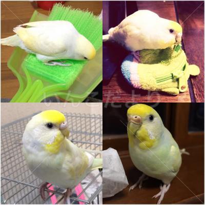コメントの画像
