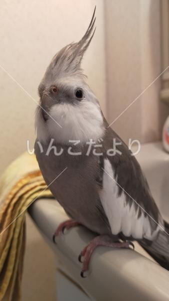 コメントの画像