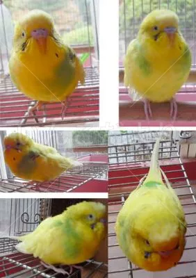 コメントの画像