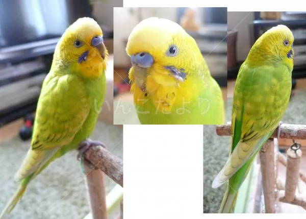 コメントの画像