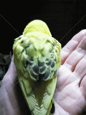 コメントの画像