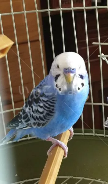 コメントの画像