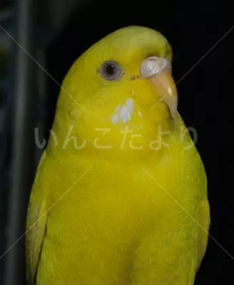 コメントの画像