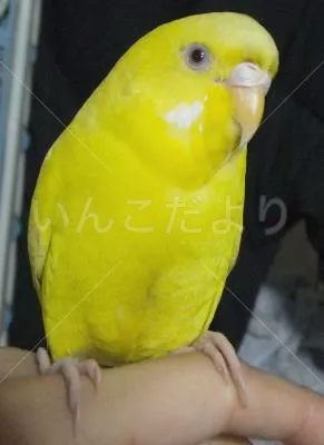 コメントの画像