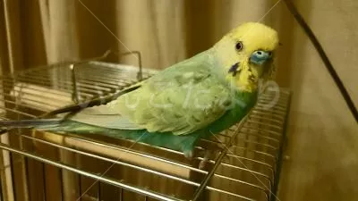 コメントの画像