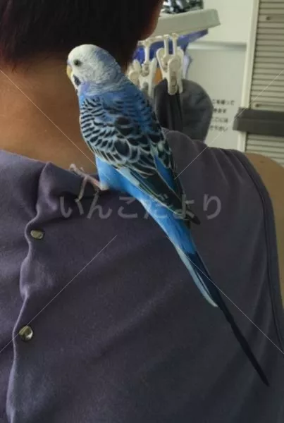 コメントの画像