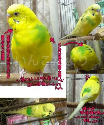 コメントの画像