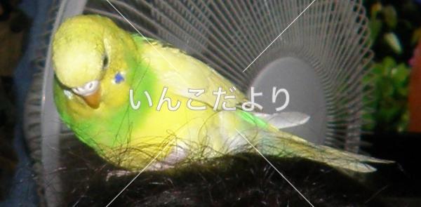 コメントの画像