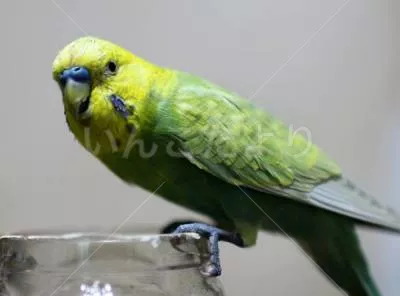 コメントの画像