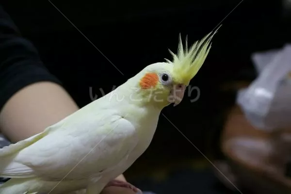 コメントの画像