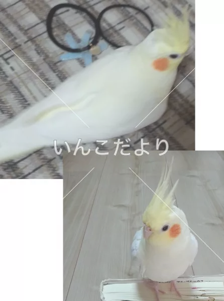 コメントの画像