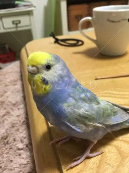 コメントの画像