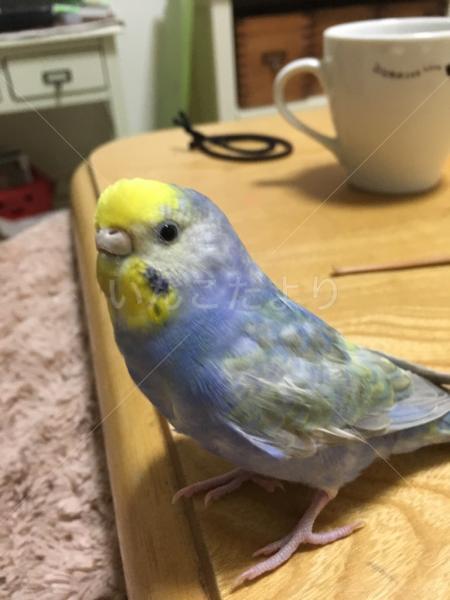 コメントの画像