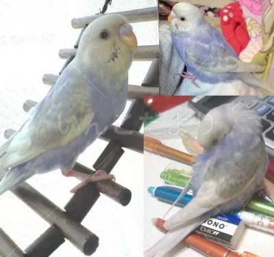 コメントの画像