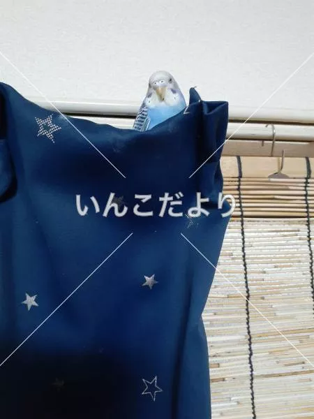 コメントの画像