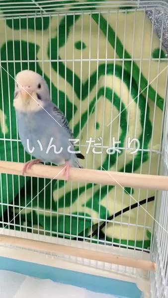 コメントの画像