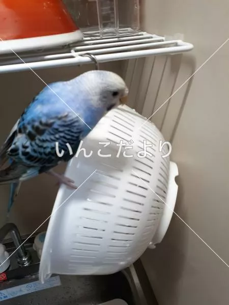 コメントの画像