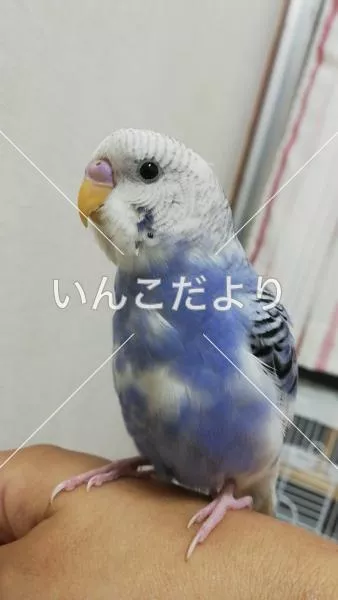 コメントの画像