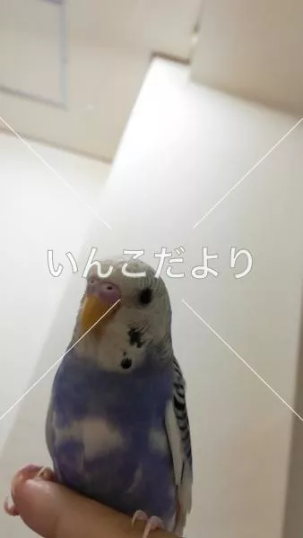 コメントの画像