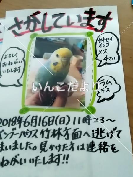 コメントの画像