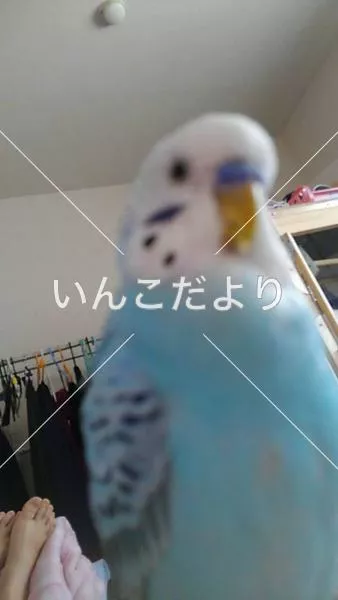 コメントの画像