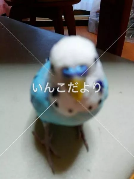 コメントの画像