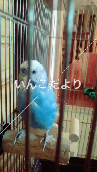 コメントの画像