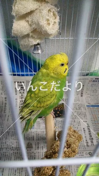 コメントの画像