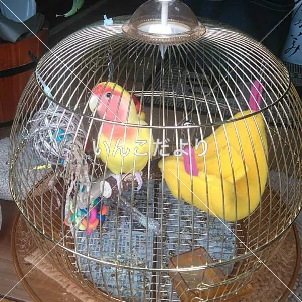 コメントの画像