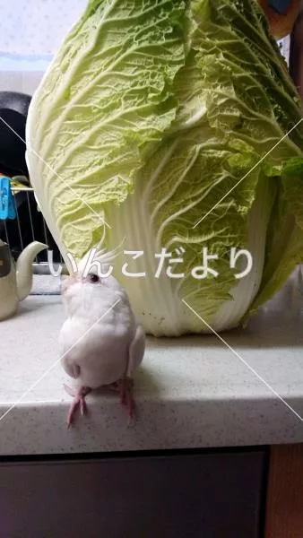 コメントの画像