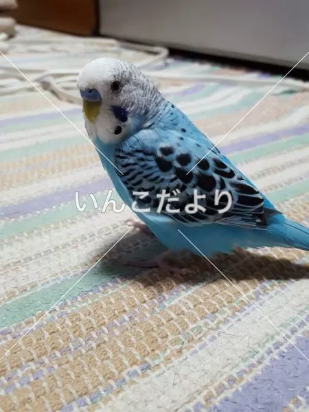 コメントの画像