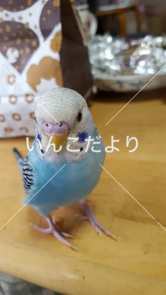 コメントの画像