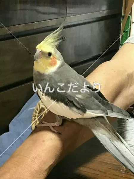 コメントの画像