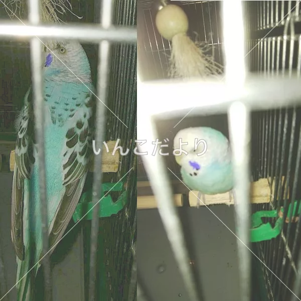 コメントの画像