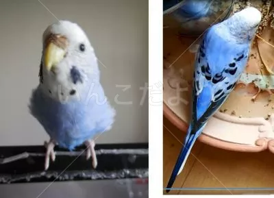 コメントの画像