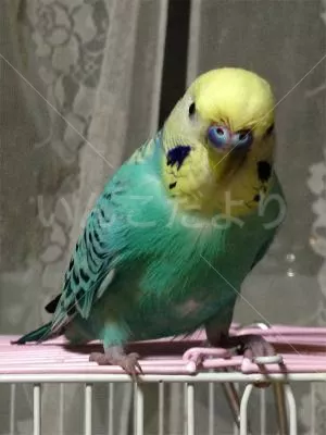 コメントの画像