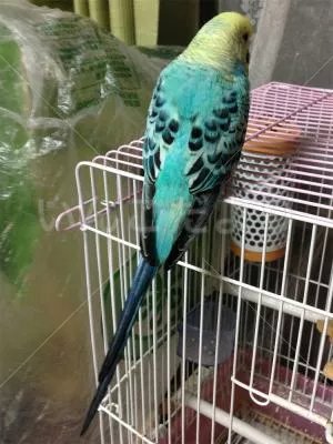 コメントの画像