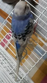 コメントの画像