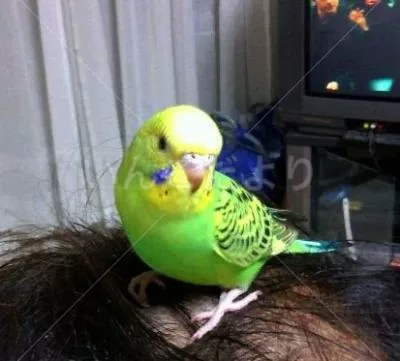 コメントの画像