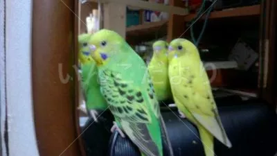 コメントの画像