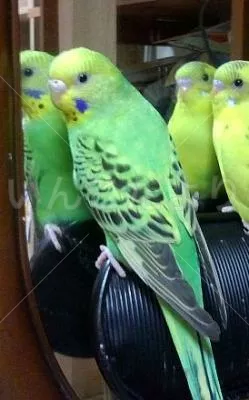 コメントの画像