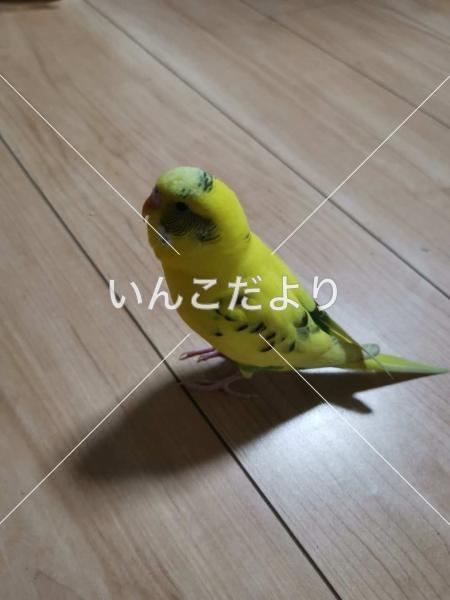 コメントの画像